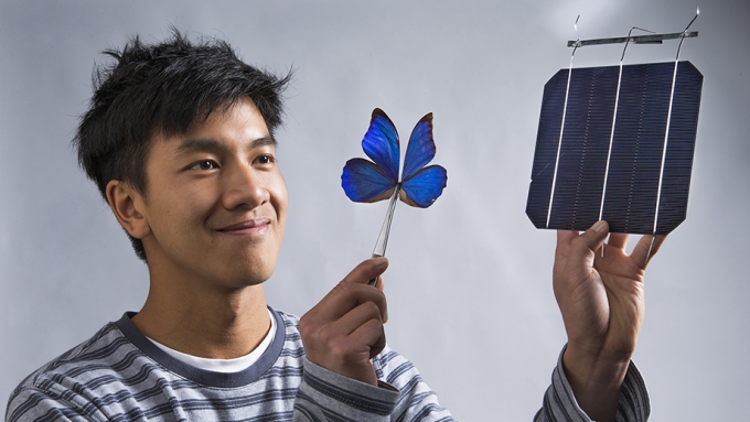 Butterfly wings inspire invention that opens door to new solar technologies
